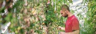 Man picking tomatoes from a vertical grown grid